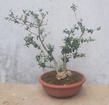 Pre bonsai olivo usato  Matera