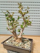 Berberis vulgaris bonsai for sale  Shipping to Ireland