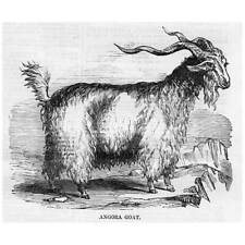 Angora goat antique for sale  GLASGOW