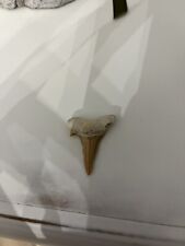 Dente squalo fossile usato  Traversetolo