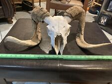 sheep skull for sale  Corsicana
