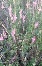 Graines sainfoin onobrychis d'occasion  Chinon