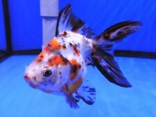 Juvenile grade calico for sale  HAYWARDS HEATH