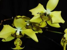 Phalaenopsis stuartiana nobili gebraucht kaufen  Stammheim