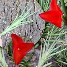 Tillandsia albertiana airplant for sale  LEIGH