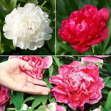 Herbeaceous hardy peony for sale  PETERBOROUGH