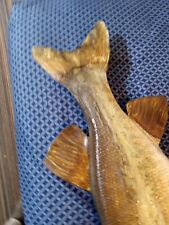 northern pike mounts for sale  Winchester