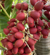 Usado, 15+ Natal Tropical Palmeira Adonidia merrillii Live dwalf Royal Palm Sementes comprar usado  Enviando para Brazil