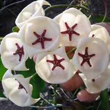 Hoya archboldiana white for sale  WARRINGTON