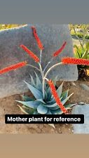 Aloe ortholopha rare for sale  Carlsbad