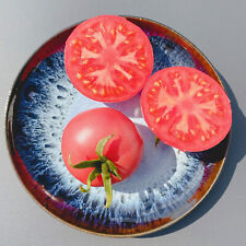 Neu historische tomate gebraucht kaufen  Eichstätt