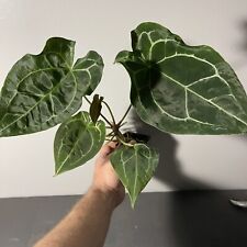 Anthurium forgetii barry for sale  Cincinnati