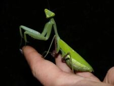 Praying mantis giant for sale  KETTERING