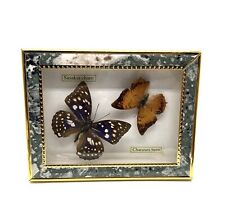 Butterflies framed display for sale  Simi Valley