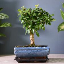 Carmona microphylla bonsai for sale  GLASGOW