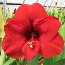 Amaryllis ferrari plant for sale  Milwaukee