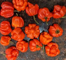 Seed pepper hot for sale  Shipping to Ireland