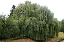 Weeping willow cuttings for sale  Shipping to Ireland
