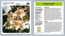 Stanhopea Orchids #10 Orchids - My Green Gardens 1987 Cardmark Card for sale  Shipping to South Africa