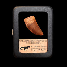 Dinosaur tooth carcharodontosa for sale  Richardson