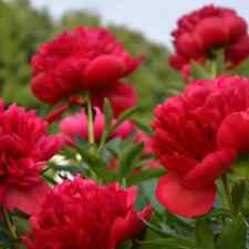 Peony red magic for sale  Coeur D Alene