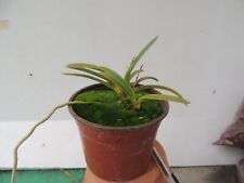 orchid / orchidee Neofinetia ( Vanda) falcata  n°8 usato  Spedire a Italy
