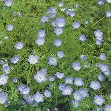 Nemophila insignis baby for sale  WITHAM