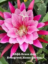 Rooted epiphyllum orchid for sale  San Jose