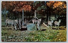 GRANTS CEBRAS Catskill Game Farm Zoological Garden Canajoharie Nueva York Postal A60 segunda mano  Embacar hacia Argentina