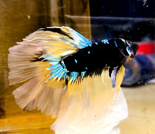 betta for sale  Shipping to Ireland