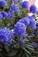 Ceanothus italian skies for sale  KING'S LYNN