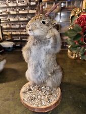 Taxidermy rabbit baby for sale  BOURNEMOUTH