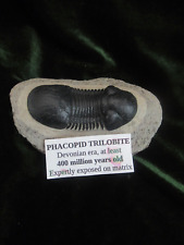 Fossil phacopid trilobite for sale  HAVERFORDWEST