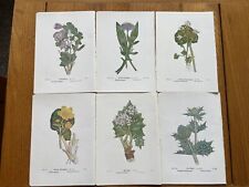 6 Antique Vintage Botanical Prints by Edward Step C1941. Book Plates. Flowers. for sale  Shipping to South Africa