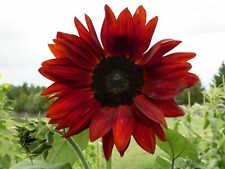 Velvet queen sunflower for sale  High Point