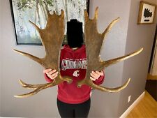 Shiras moose antler for sale  Moscow