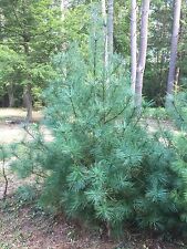 Eastern white pine for sale  Beckley
