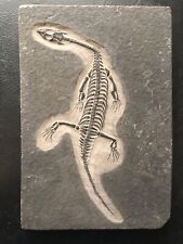 Keichousaurus fossil juvenile for sale  Clarksburg