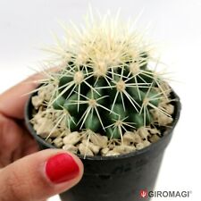 Echinocactus grusonii potø6 usato  Cortona