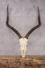 African impala taxidermy for sale  Wrightstown