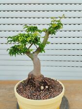Acer palmatum shishigashira for sale  Shipping to Ireland