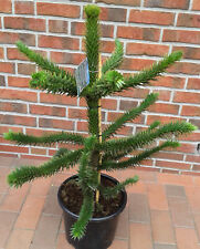 Araucaria araucana andentanne gebraucht kaufen  Westerstede