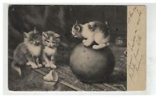 Cat 17092 kittens d'occasion  Expédié en Belgium