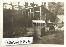 Old photograph dog for sale  BEWDLEY