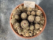 Escobaria nelliae clustering for sale  CHORLEY