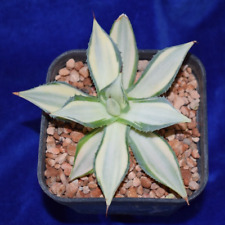 Rare variegated agave for sale  Shipping to Ireland