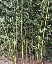 freshly cut bamboo for sale  Ridgeway