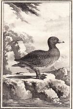 Gravure xviiie canard d'occasion  Toulouse-