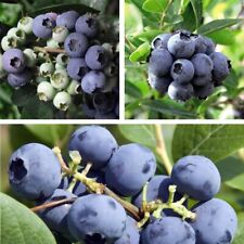 organic blueberry bushes for sale  IPSWICH
