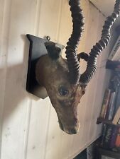 Taxidermy head for sale  KINGSTON UPON THAMES